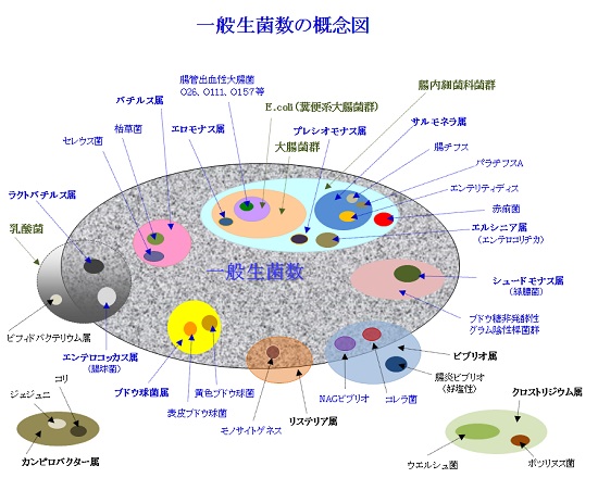 ippanseikin-jp