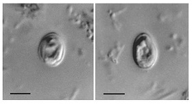 Cryptosporidium_muris_s