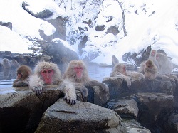 Jigokudani_hotspring